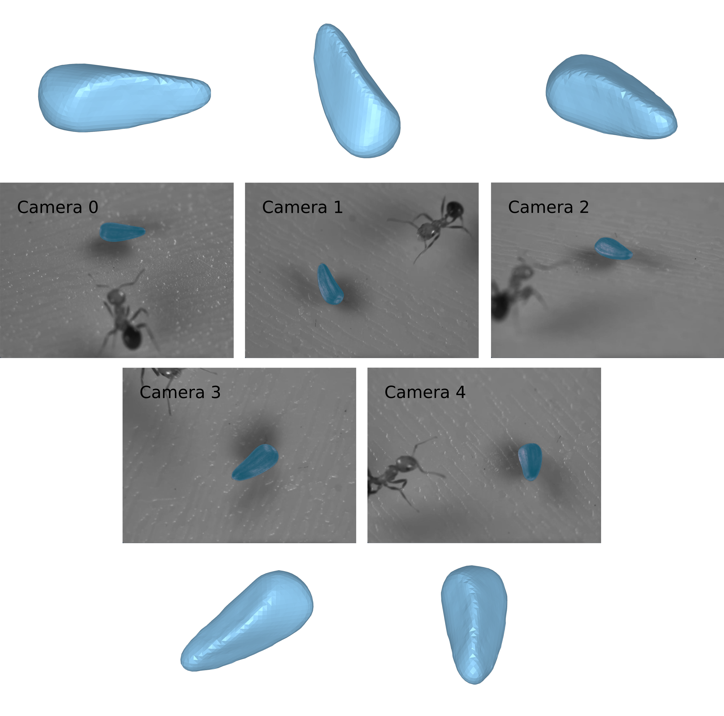 An array of photographs showing the same ant viewed from five different cameras. Each image is annotated with the name of the camera taking the photo, and the object pixel mask is shown in blue.
Next to each photograph, the 3D volume created from the pixel mask is shown from the same perspective as the camera.