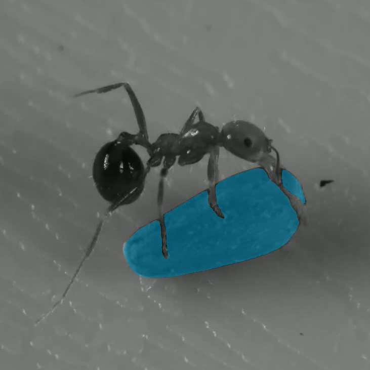 Masked video frame using SAM2